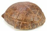 Colorful, Inflated Fossil Tortoise (Stylemys) - South Dakota #280686-2